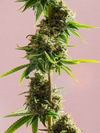 The Luxury Cannabis Brand That's Changing the Industry