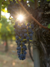 Everything You Need to Know about Natural, Organic, and Biodynamic Wines