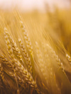 Celiac Disease and Gluten Sensitivity