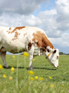Ask Gerda: Is Raw Dairy Healthy for You?