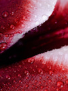 A Sexual-Wellness Routine for Perimenopause, Menopause, and Beyond