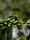 Does Decaf Coffee Deserve Its Bad Rap?