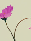 The Vitamin Protocol for Perimenopause and Menopause Support