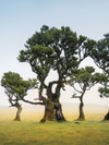 The Environmental Cost of ChatGPT