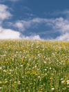 May Horoscopes for Every Sign