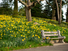 Brooklyn Botanic Garden