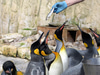 Birdworld