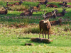Richmond Park