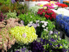 The Original Los Angeles Flower Market