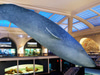 American Museum of Natural History