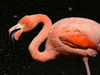 Bronx Zoo