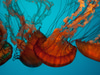 California Academy of Sciences