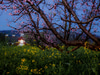 Frog’s Leap Winery