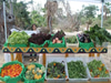 San José del Cabo Organic Farmers Market