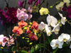 English Rose Garden