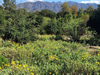 Descanso Gardens