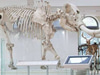 Natural History Museum of Los Angeles County