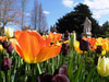 Chelsea Physic Garden