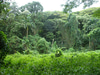 Maunawili Falls Hike