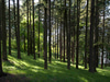 Mt. Tabor Park
