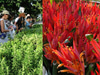 Kailua Farmer's Market