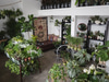 Homestead Plant Shop