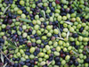 Ojai Olive Oil Company