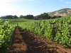 Gargiulo Vineyards