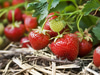 Sweet Berry Farm