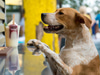 Mutts Canine Cantina