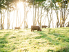 Hana Ranch