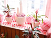 The Plant Library