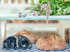 Oat Bakery