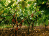 Lydgate Farms Chocolate Farm Tour