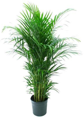 Home Depot, Areca Palm
