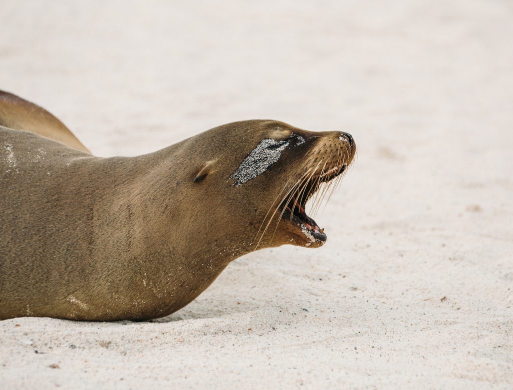 Why Yawning is Important And How to Optimize the Reflex goop