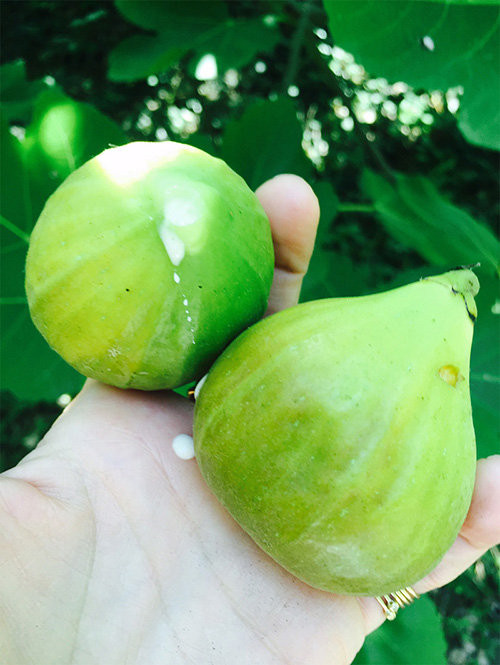 Fresh figs that I picked in the forest.