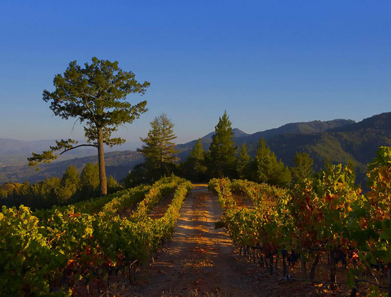 Joseph Phelps Vineyards purchased by LVMH - California Wine Country