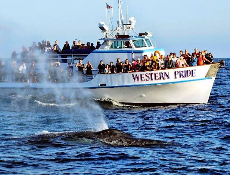 Newport Landing Whale Watching