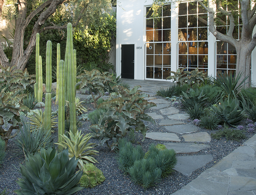 Xeriscaping Plus: Drought-Proof Gardening Resources
