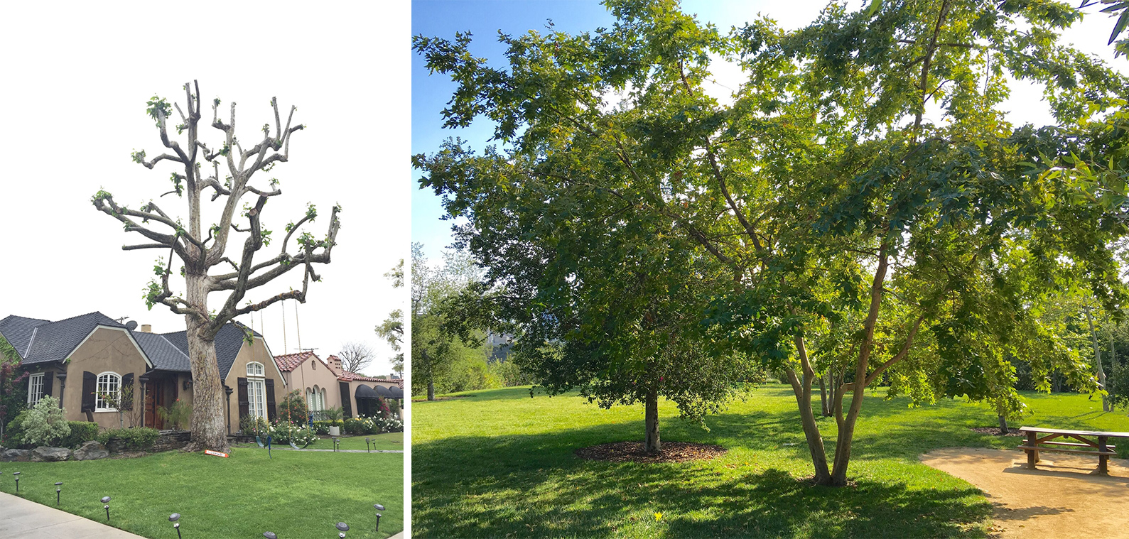 Topping tree