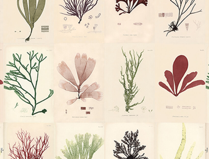 Sea Plants by John Derian