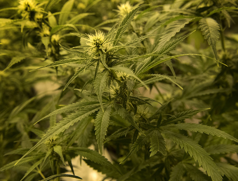 A Powerful New Form of Medical Marijuana
