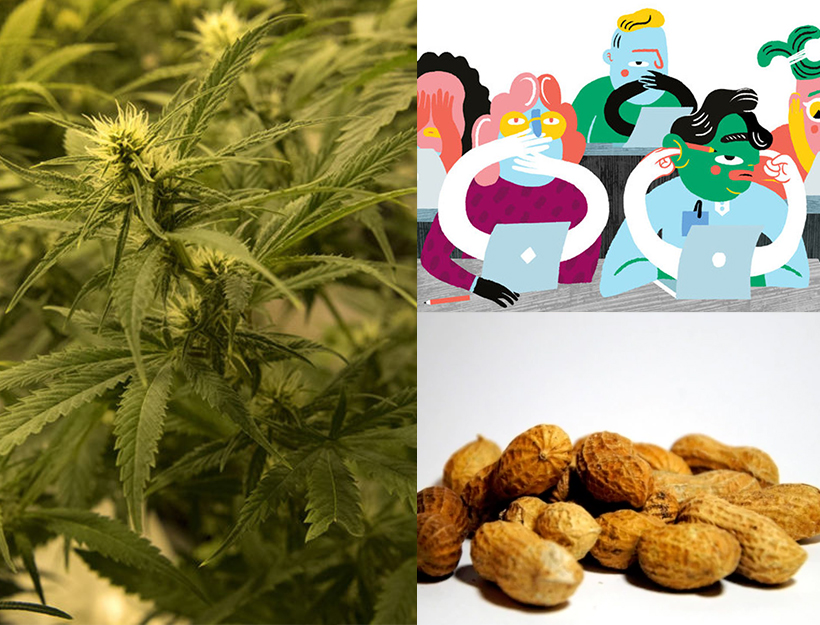 Better Medical Marijuana + Other Stories