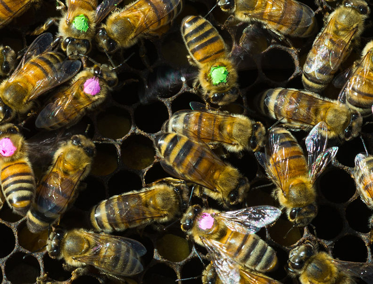 Antibiotic Overuse Might Be Bad for Bees
