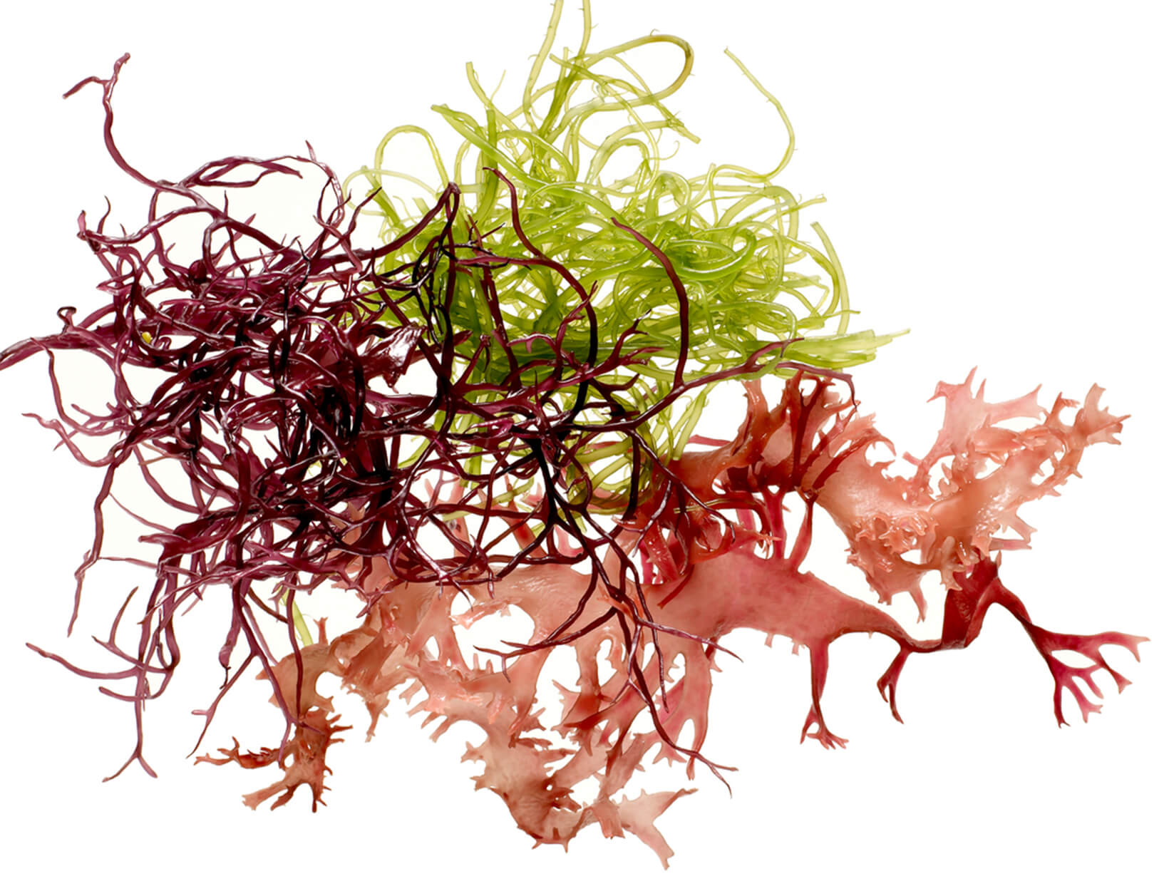 Godfrey’s Guide: The Secret Glamour of Seaweed