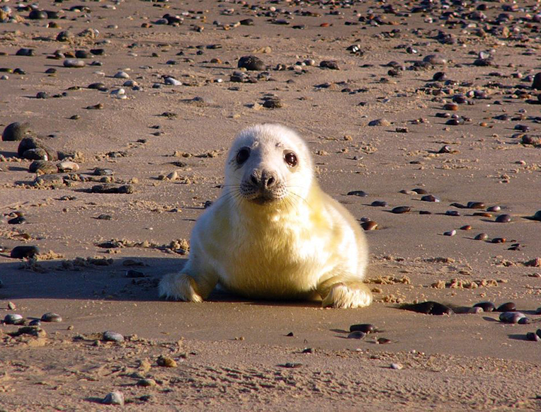 Gray Seals Are Making a Huge Comeback