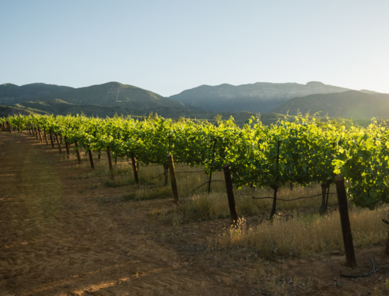 The Ojai Vineyard | goop