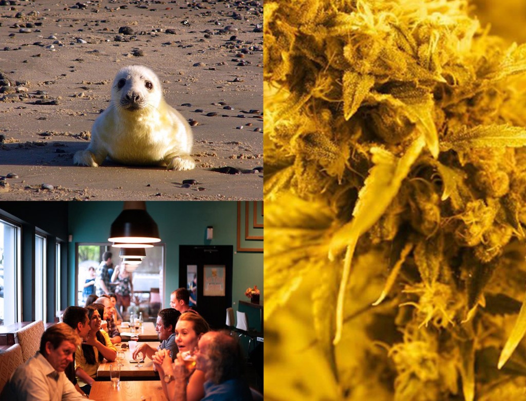 Could Cannabis Treat Schizophrenia? + Other Stories