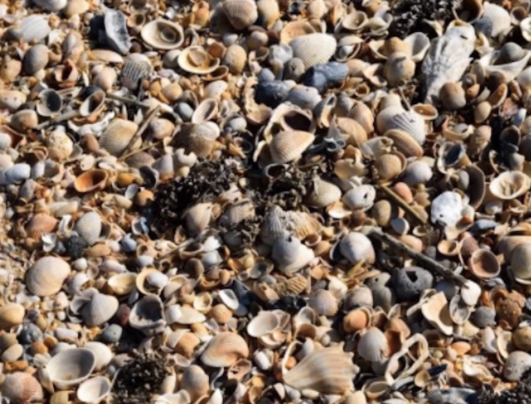 Discarded Oyster Shells Can Help Us Grow Food, Make Cement, and Fight Climate Change